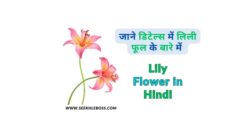 lily flower in hindi