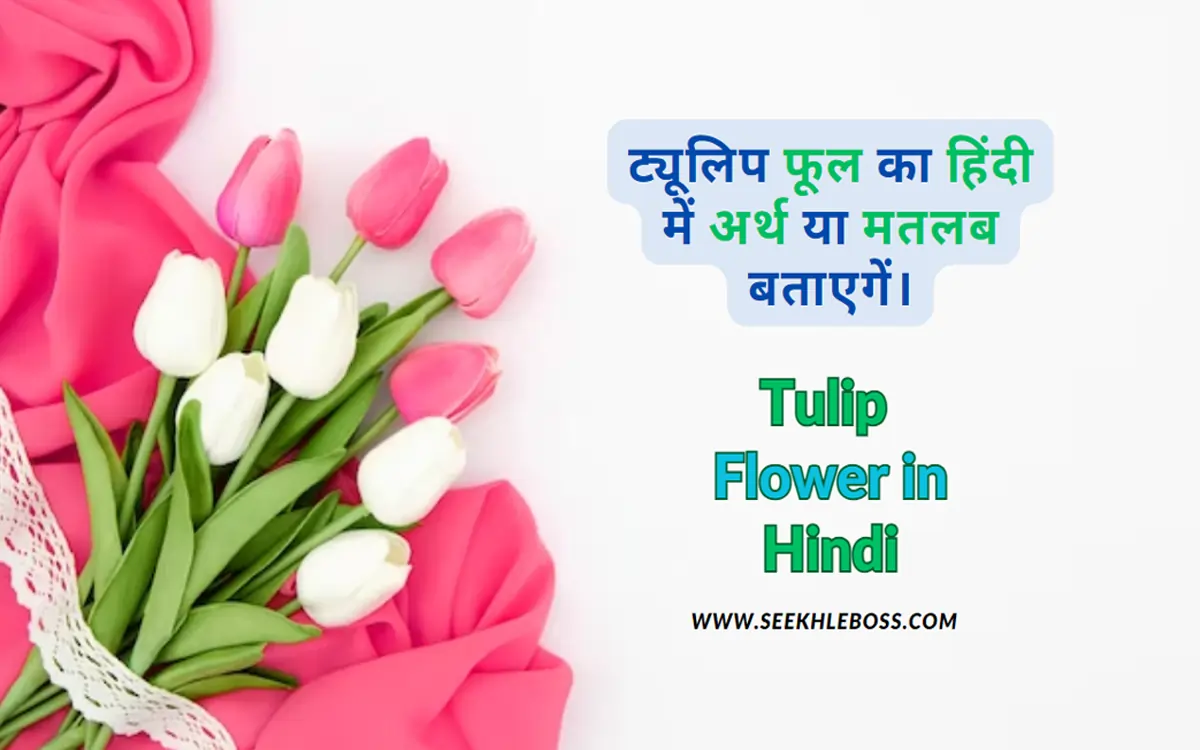 tulip-flower-in-hindi