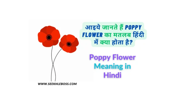 poppy-flower-in-hindi