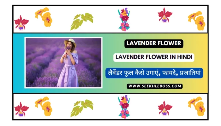 lavender-in-hindi